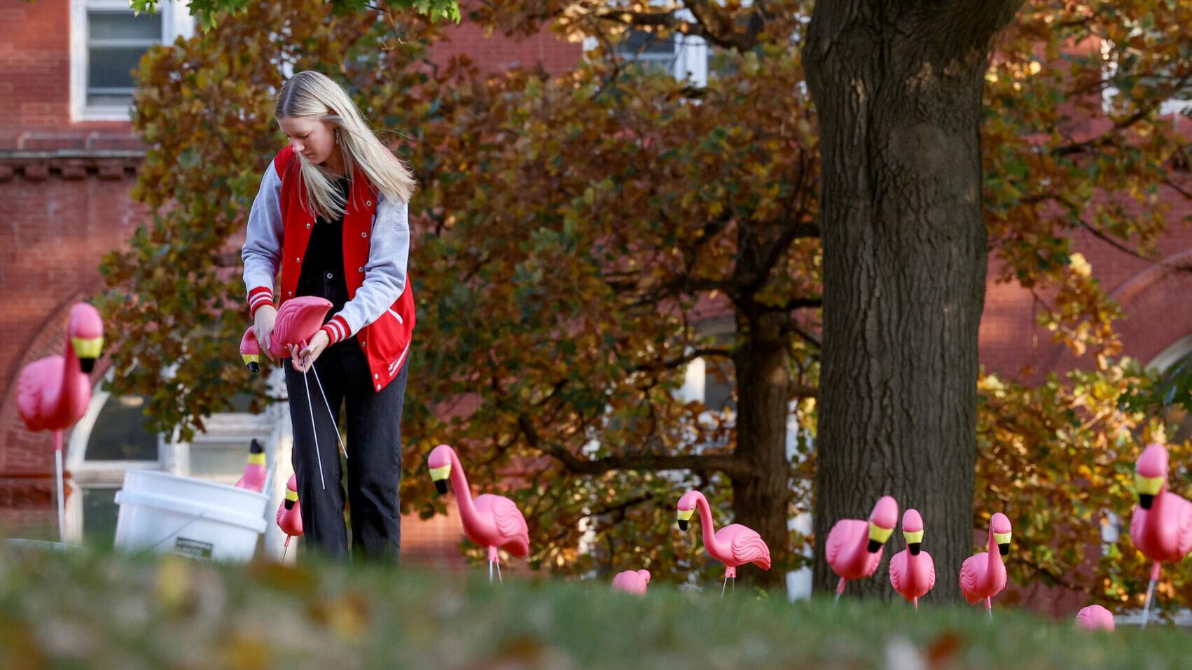 UW-Madison nets more than $511,000 in annual flamingo fundraiser